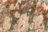 Polished Bird's Eye Jasper (Rhyolite) Slab - Mexico #279655-1